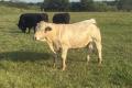 10 Angus-Rinder & reinrassige Charolais-Bullen