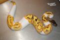 1.0 Enchi GeneX Fire Pied Breeder 900g