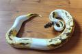 1.0 Enchi GeneX Fire Pied Breeder 900g
