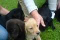 10 hübsche Labrador-Welpen zu verkaufen