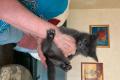 12 Wochen alte Kitten in liebevolle Hände abzugeben