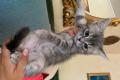 12 Wochen alte Kitten in liebevolle Hände abzugeben