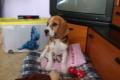 15 Wochen alter Beagle zu Vk