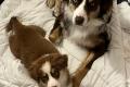 2 Australian Sheperd Br&uuml;der auf gepackten Koffern