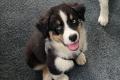 2 Australian Sheperd Brüder auf gepackten Koffern