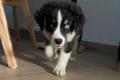 2 Australian Sheperd Brüder auf gepackten Koffern