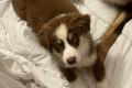 2 Australian Sheperd Brüder auf gepackten Koffern