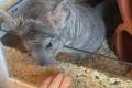 2 Chinchilla mit viel Zubehör und XXL Käfig