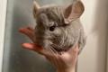 2 Chinchillas + Käfig