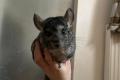2 Chinchillas + Käfig