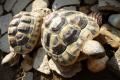 2 griechische Landschildkröten / Testudo hermanni boettgeri 2012