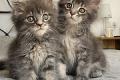 2 mooie vrouwelijke maine coon kittens