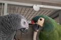 2 Papageien zu vergeben