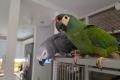 2 Papageien zu vergeben