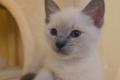 2 Siamkater / Katzenbabys