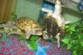 2 Wasserschildkröten zu verkaufen