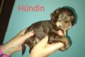 2 Würfe Chinese crested Welpen 11Babys
