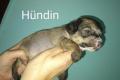 2 Würfe Chinese crested Welpen 11Babys