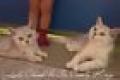 2 wunderschöne BKH Kitten mit Stammbaum