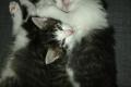3 Kitten an liebevolle Zuhause abzugeben (nur mit Freigang)