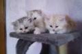 3 kleine süße Perser Chinilla kätzchen
