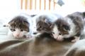 3 Main coon baby Kätzchen