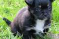 3 Süsse und kleinbleibende Chihuahua Welpen suchen…