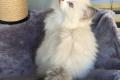 3 wundersch&ouml;ne reinrassige Ragdoll-Kitten mit Show-Potenzial