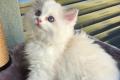 3 wunderschöne reinrassige Ragdoll-Kitten mit 