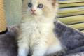 3 wunderschöne reinrassige Ragdoll-Kitten mit 