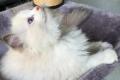 Ragdoll-Dame Darl...