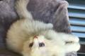 Ragdoll-Dame Darling sucht ihr liebevolles Zuhause