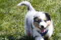 4 Australian Sheperd Welpen suchen ihr 5 Sterne zuhause!