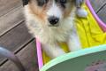 4 Australian Sheperd Welpen suchen ihr 5 Sterne 