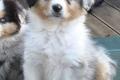 4 Australian Sheperd Welpen suchen ihr 5 Sterne 