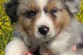 4 Australian Sheperd Welpen suchen ihr 5 Sterne 