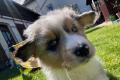 4 Australian Sheperd Welpen suchen ihr 5 Sterne 