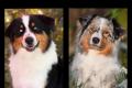 4 Australian Sheperd Welpen suchen ihr 5 Sterne 