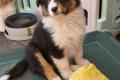 4 Australian Sheperd Welpen suchen ihr 5 Sterne 