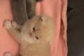 4 BKH Kitten mit Stammbaum zu verkaufen