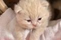 4 BKH Kitten mit Stammbaum zu verkaufen