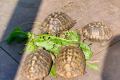 4 Griechische Landschildkröten (Testudo hermanni-hermanni)