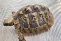 4 Griechische Landschildkröten (Testudo 