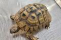 4 Griechische Landschildkröten (Testudo 