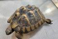 4 Griechische Landschildkröten (Testudo 