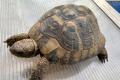 4 Griechische Landschildkröten (Testudo 