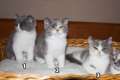 4 süße weibliche Perser / Karthäuser Kitten