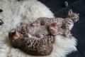 5 wunderschöne Bengal-Kitten
