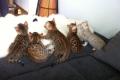 5 wunderschöne Bengal-Kitten