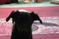 6 Monate alte Labrador-Jack Russel Hündin abzugeben